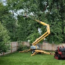 Best Lawn Dethatching  in USA